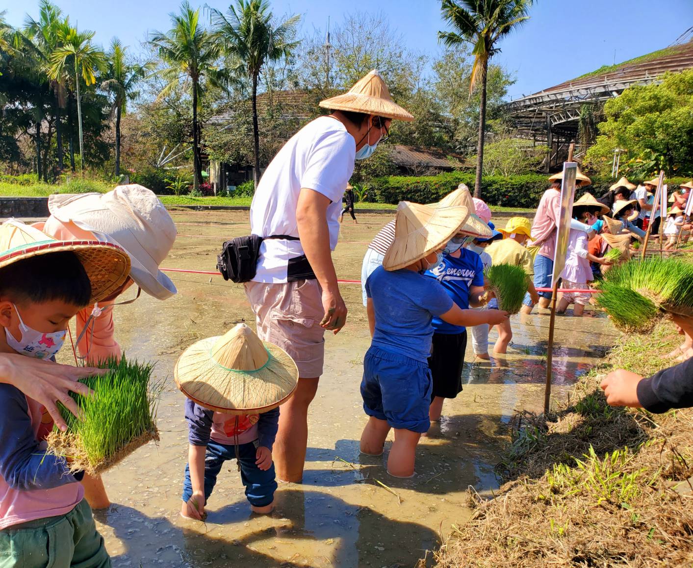 六堆園區農事學堂 親子體驗插秧傳承客家文化