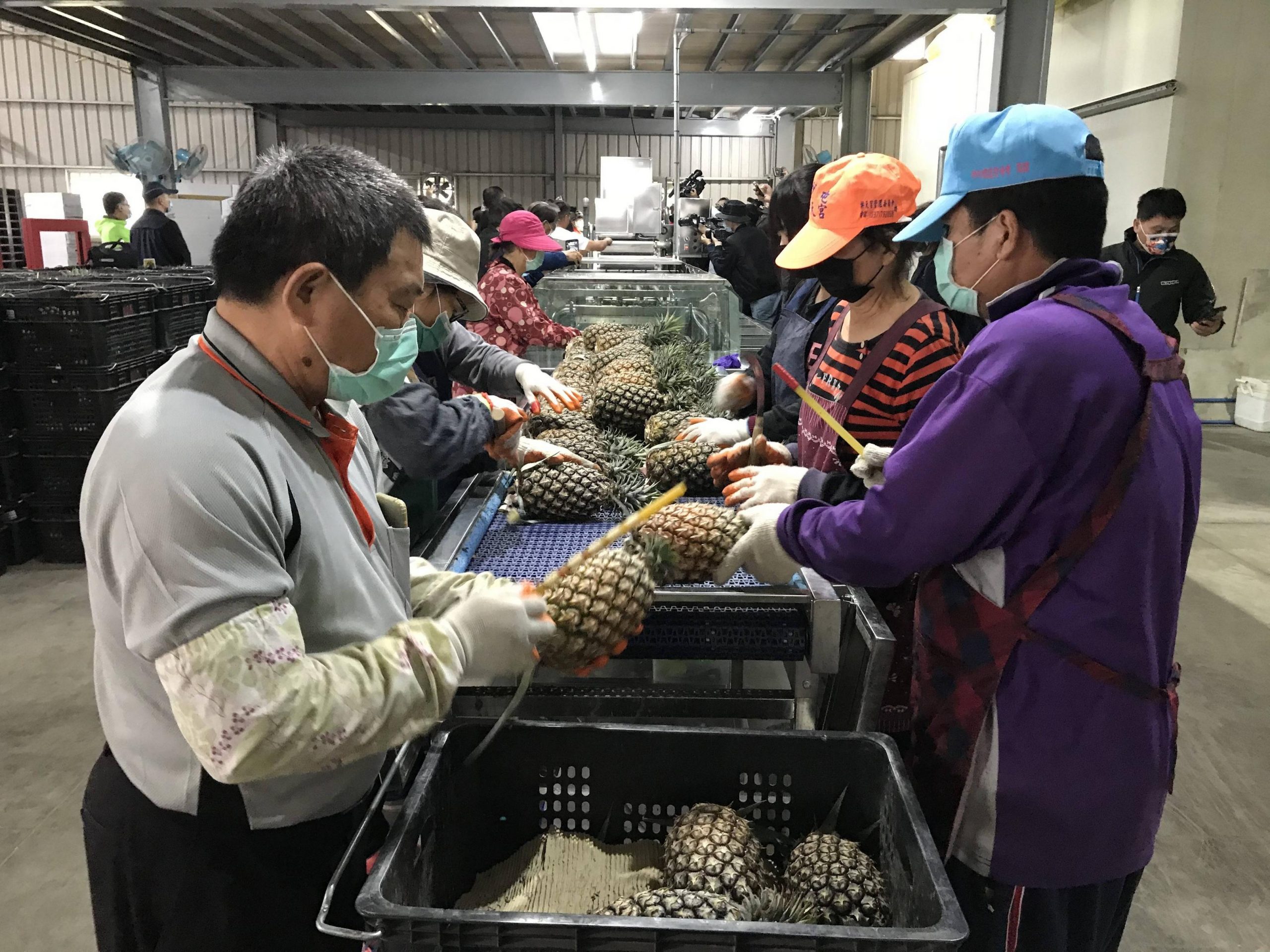 高雄鳳梨今年輸日外銷量 預估將成長三倍