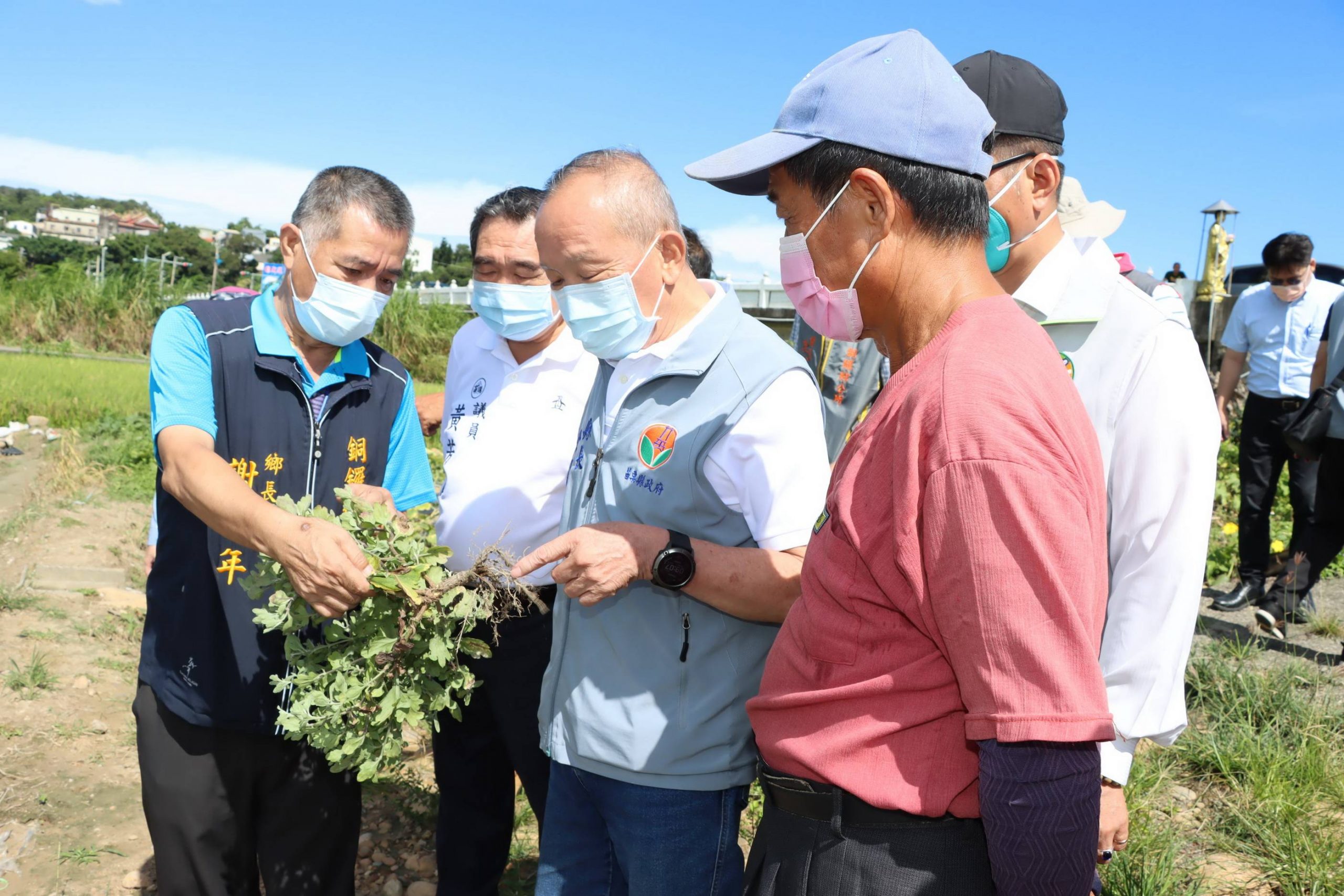 苗栗縣杭菊災損嚴重 縣長徐耀昌爭取核定救助