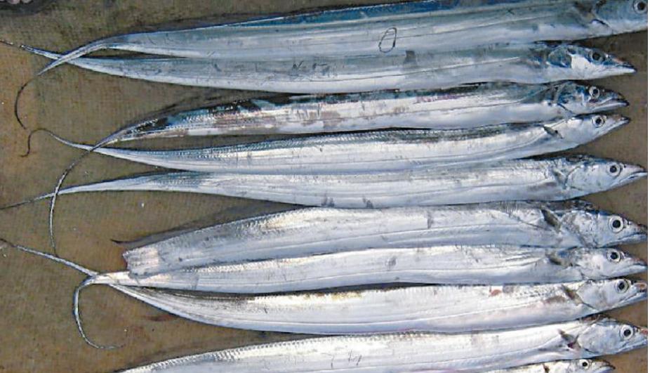 大陸停止對台出口天然砂 禁我輸入柑橘類水果、冰鮮白帶魚等