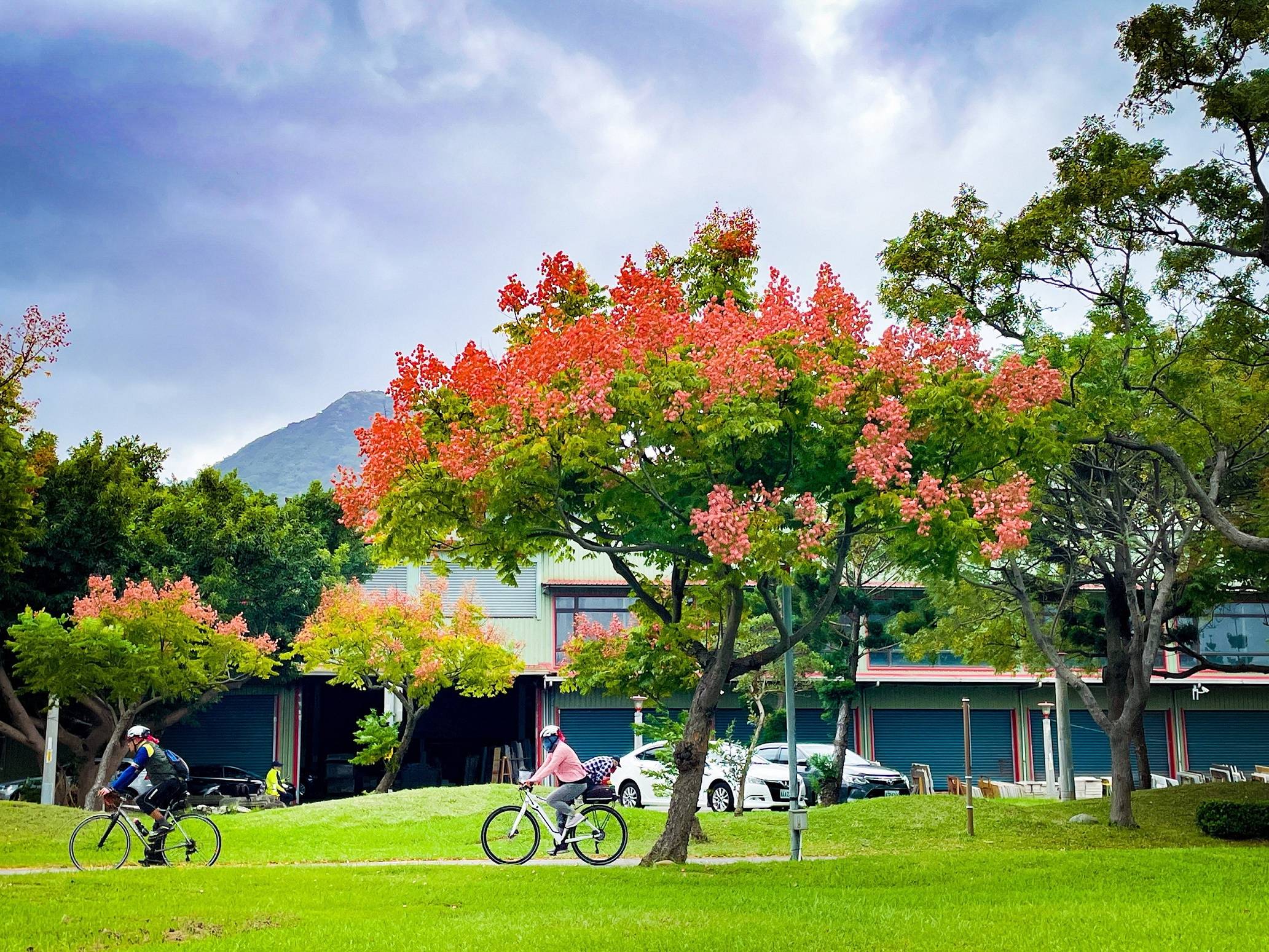 臺灣欒樹變裝秀 把握新北河濱秋季豔紅美景