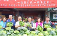 挺菜農、做公益 新北市議長發起憑發票換高麗菜活動