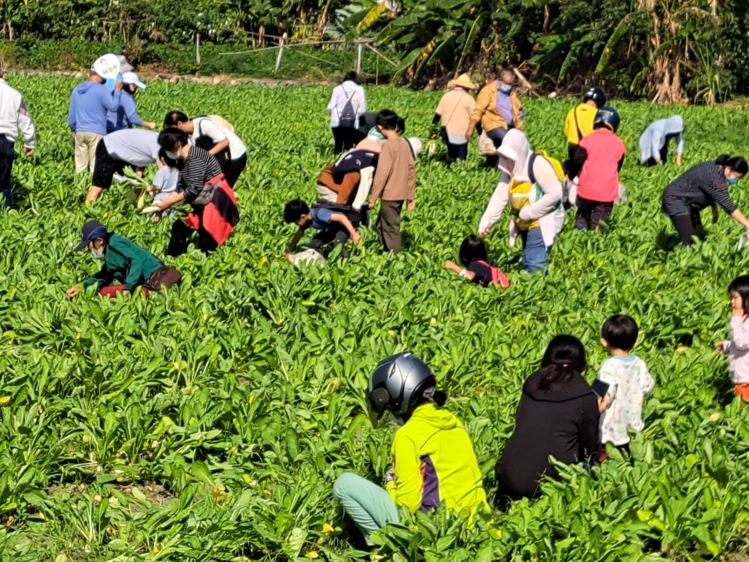 大寮紅豆花田季熱鬧登場 賞花逛市集及吃紅豆