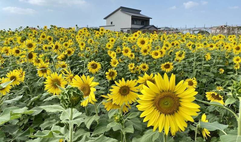 高雄大寮花海爭豔 預告紅豆花田季年度盛事即將到來