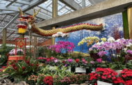 士林官邸新蘭亭春節花卉展開 喜迎龍華富貴