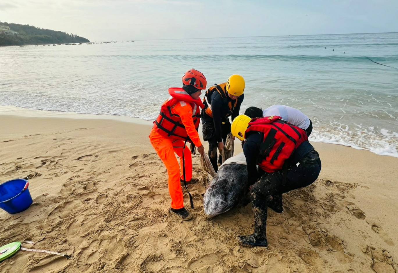 懇丁南灣驚見海豚擱淺 海巡消防緊急救援