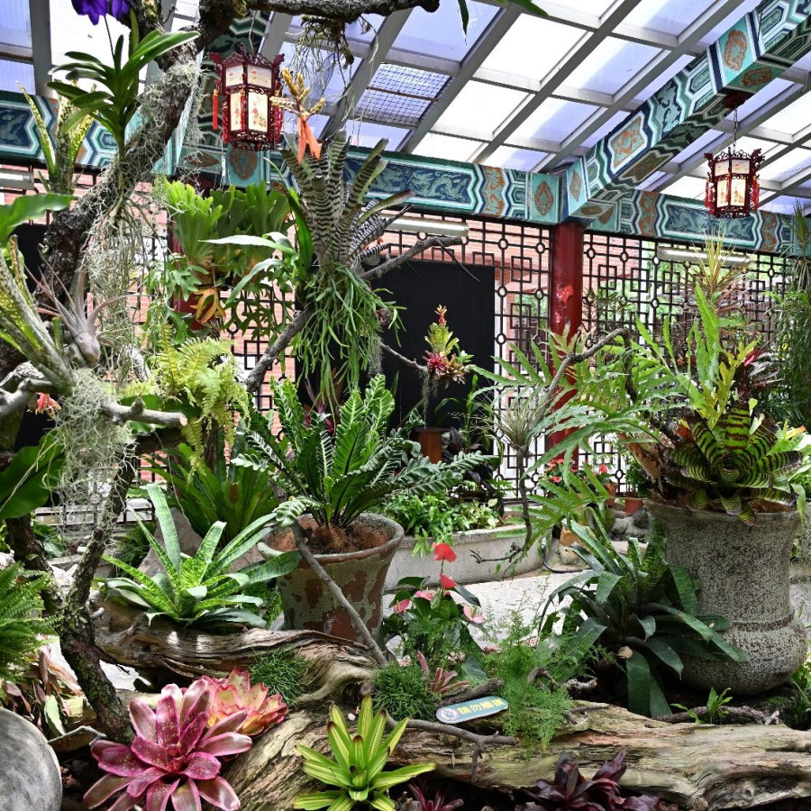 士林官邸新蘭亭奇幻探險 近距離賞雨林植物
