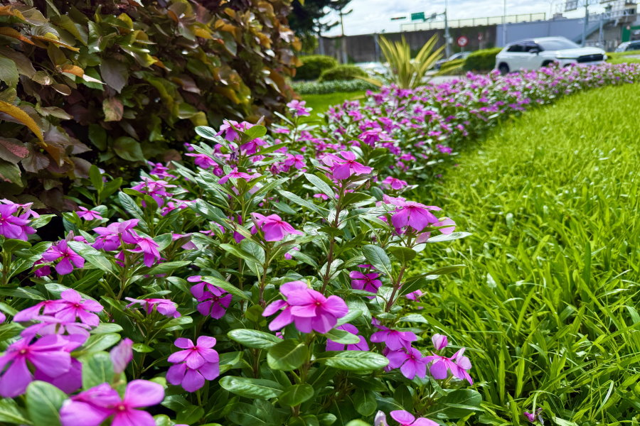 日日春好顏色 彩繪夏日台北街頭