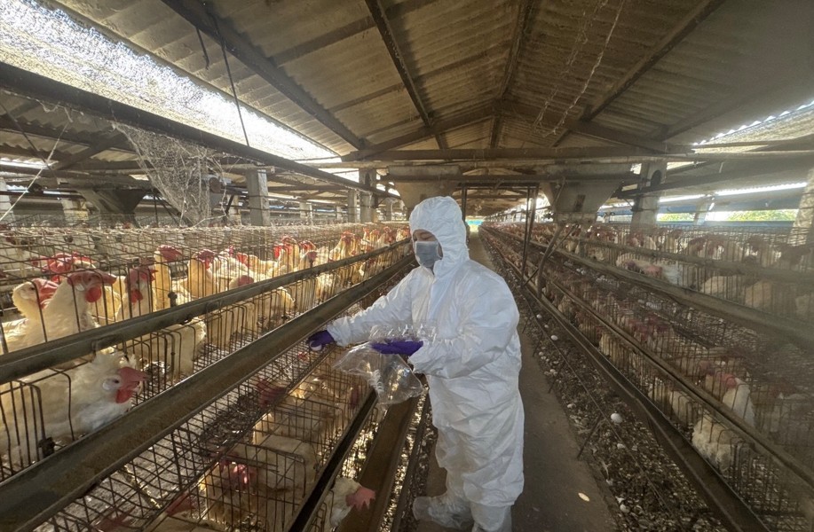 彰化縣啟動芬普尼監測 先採樣15家高風險蛋雞場