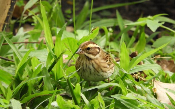 稀有候鳥黃眉鵐現身科博館！籲民眾開啟「賞鳥勿擾模式」
