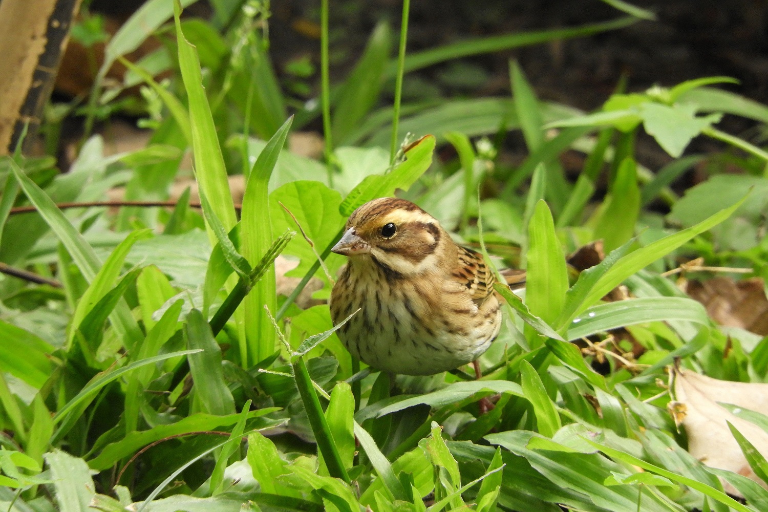 稀有候鳥黃眉鵐現身科博館！籲民眾開啟「賞鳥勿擾模式」
