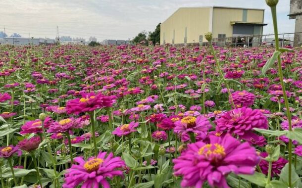 高雄大寮花田盛開 預告紅豆花田季即將登場