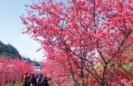 后里泰安櫻花季2/27粉嫩登場 賞櫻、賞燈一次滿足