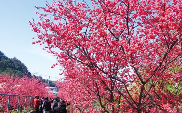 后里泰安櫻花季2/27粉嫩登場 賞櫻、賞燈一次滿足