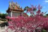 春暖花開迎好運 林口竹林山寺賞櫻祈福一次滿足