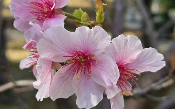 粉紅花海浪漫登場 大安森林公園雙櫻爭豔