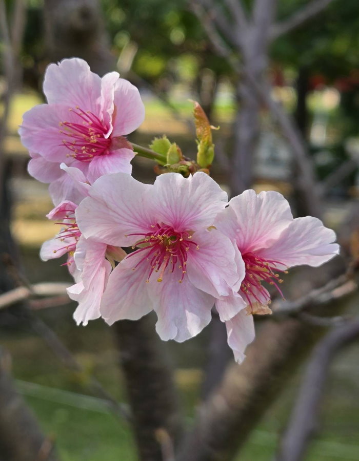 粉紅花海浪漫登場 大安森林公園雙櫻爭豔