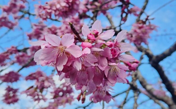 阿里山花季3月10日展開 例假日上午6~11點實施交管