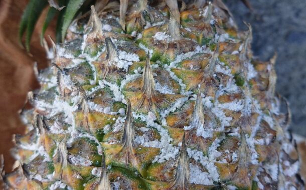 高雄農改場︰守護鳳梨收成 關注安全用藥