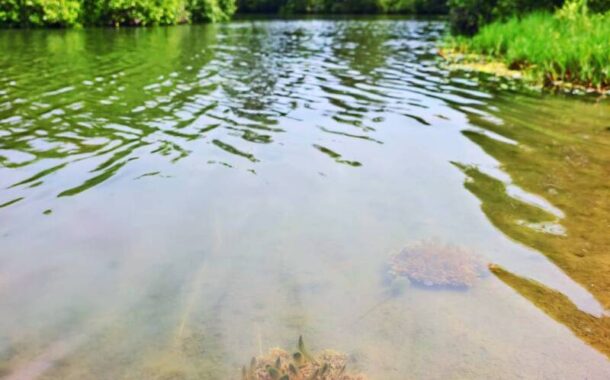 高雄水母湖水質突然清澈 有利水母生長