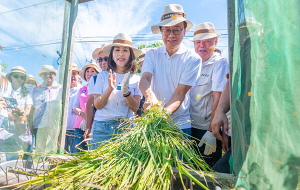 平鎮「千人割稻飯」登場 張善政：研議敬老卡開放農會採購