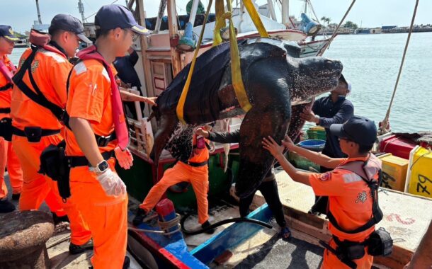 高雄漁船誤補海龜 吊臂協助載往外海平安野放