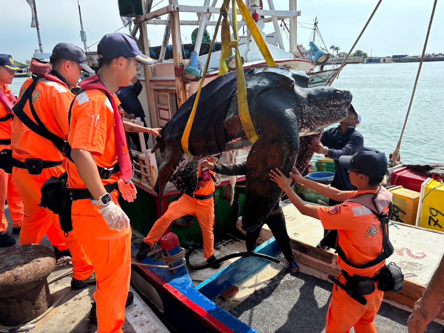 高雄漁船誤補海龜 吊臂協助載往外海平安野放